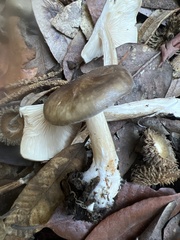 Melanoleuca melaleuca