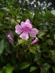Bignonia diversifolia