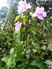 Bignonia diversifolia
