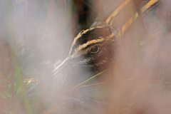 Lymnocryptes minimus