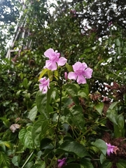Bignonia diversifolia