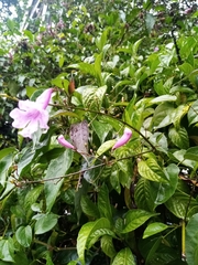 Bignonia diversifolia