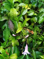 Bignonia diversifolia