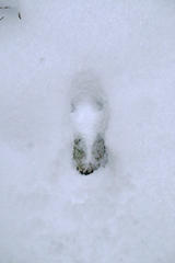 Artiodactyla