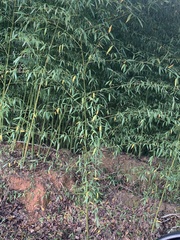 Phyllostachys