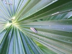 Ormenaria rufifascia