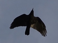 Corvus brachyrhynchos