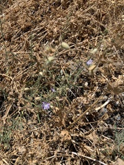 Malesherbia linearifolia