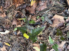 Smilax bona-nox