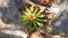 Ferocactus echidne