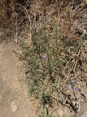 Malesherbia linearifolia