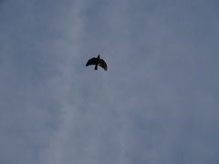 Corvus brachyrhynchos