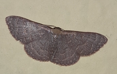 Leptostales