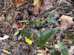 Smilax bona-nox