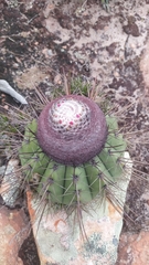 Melocactus ernestii