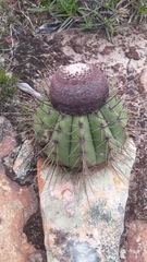 Melocactus ernestii