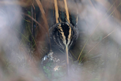 Lymnocryptes minimus