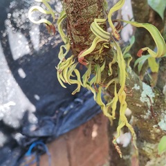 Pleopeltis macrocarpa