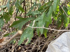 Quercus lyrata