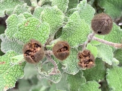 Cistus