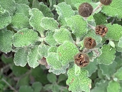 Cistus