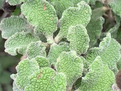 Cistus