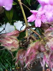 Suessenguthia multisetosa