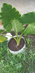 Alocasia macrorrhizos