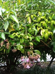 Suessenguthia multisetosa