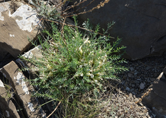 Oxytropis squammulosa