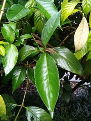 Suessenguthia multisetosa