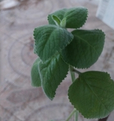 Aloysia macrostachya