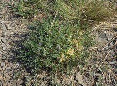 Oxytropis squammulosa