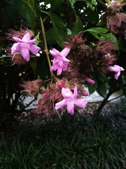 Suessenguthia multisetosa