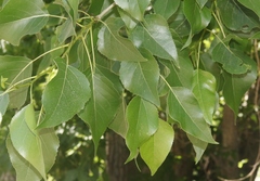 Populus × acuminata