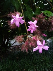 Suessenguthia multisetosa