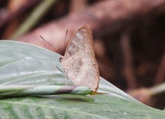 Adoliadini