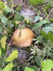 Suillus salmonicolor