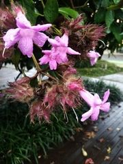 Suessenguthia multisetosa