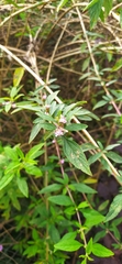 Lantana fucata