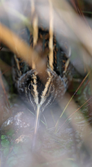 Lymnocryptes minimus