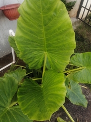 Xanthosoma robustum