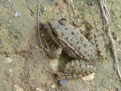 Pelophylax