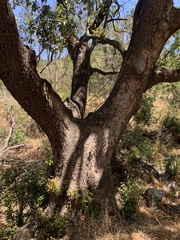 Cryptocarya alba