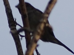 Passer domesticus