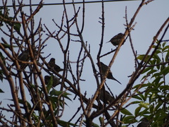 Passer domesticus