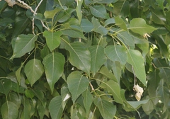 Populus × acuminata