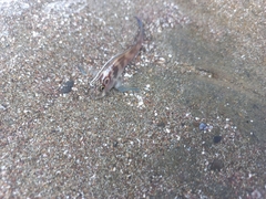 Ophioblennius steindachneri