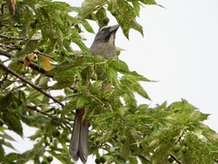 Saltator grandis