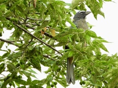 Saltator grandis